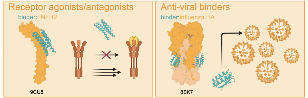 Selective cytokine receptor agonists and antagonists